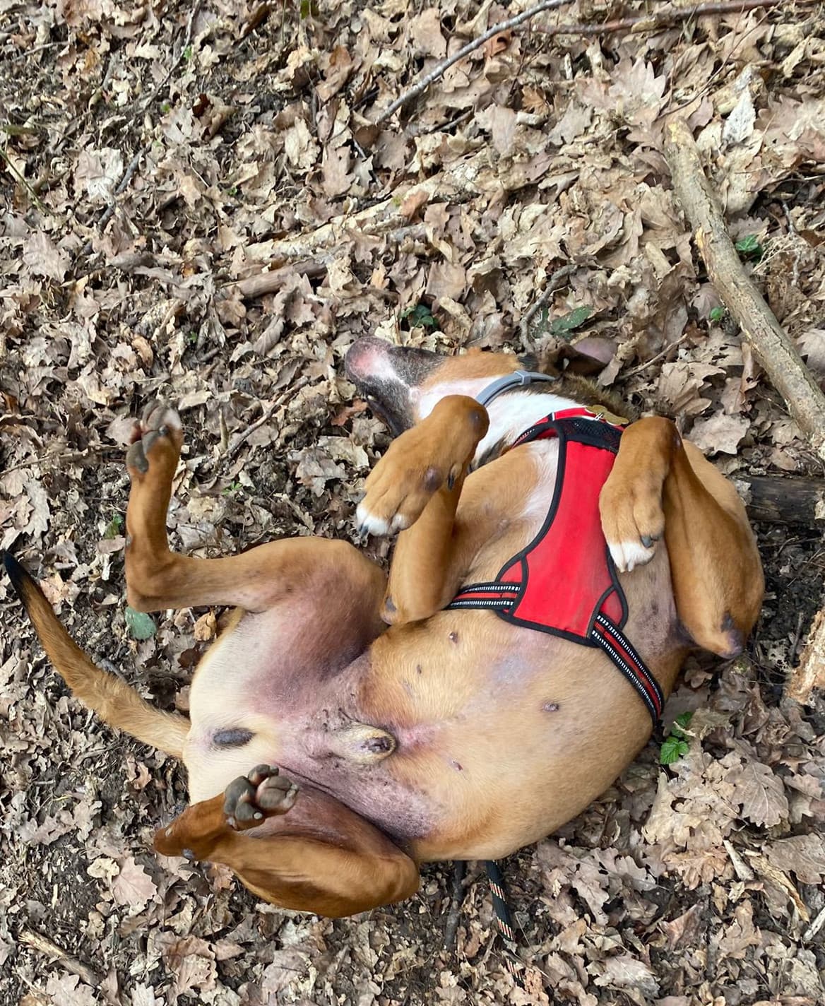 Relaxation chiens-chats/humains